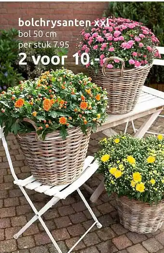 Deka Tuin Bolchrysanten xxl aanbieding