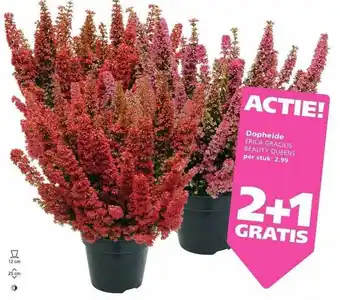 Ranzijn Dopheide erica gracilis beauty queens 2+1 gratis aanbieding