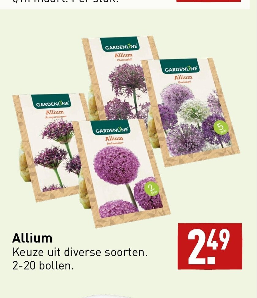 Allium 220 bollen aanbieding bij ALDI