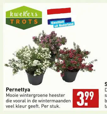 ALDI Pernettya aanbieding