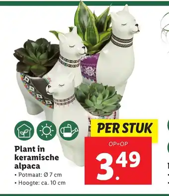 Lidl Plant in keramische alpaca aanbieding