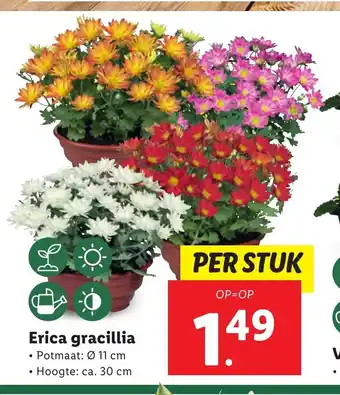 Lidl Erica gracillia aanbieding