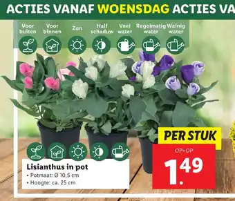 Lidl Lisianthus in pot aanbieding