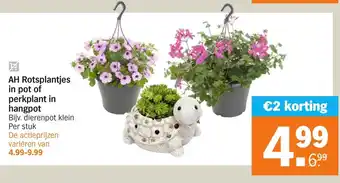 Albert Heijn AH Rotsplantjes in pot of perkplant in hangpot aanbieding