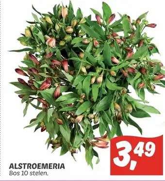 Dekamarkt Alstroemeria 10 stelen aanbieding