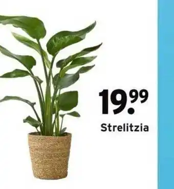 GAMMA Strelitzia aanbieding