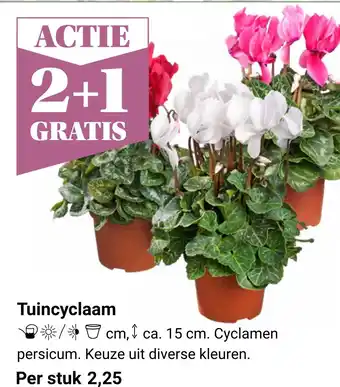 Tuincentrum Osdorp Tuincyclaam aanbieding