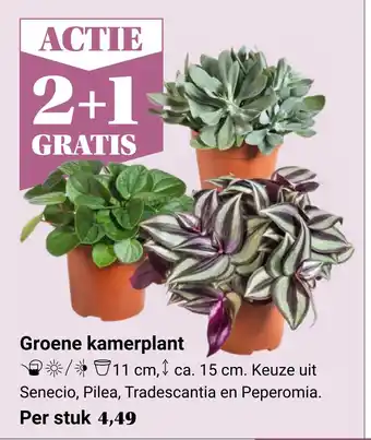 Tuincentrum Osdorp Groene kamerplant aanbieding