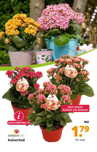 GroenRijk Kalanchoë aanbieding