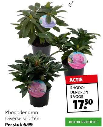 Intratuin Rhododendron aanbieding