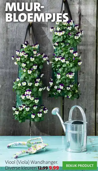 Intratuin Viool (Viola) Wandhanger aanbieding