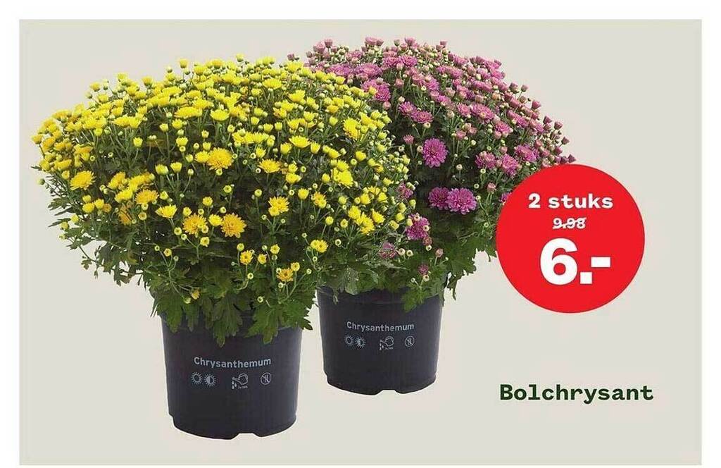 Bolchrysant aanbieding bij Welkoop