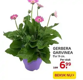 Praxis Gerbera Garvinea aanbieding