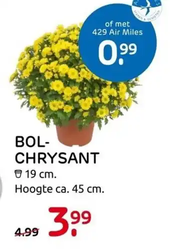 Praxis Bolchrysant aanbieding