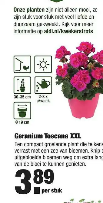 ALDI Geranium toscana XXL aanbieding