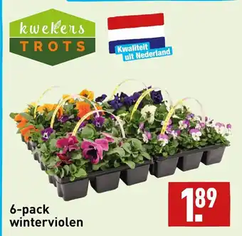 ALDI 6-pack winterviolen aanbieding