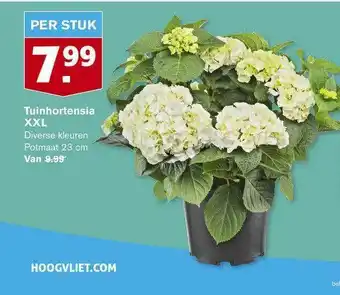 Hoogvliet Tuinhortensia XXL aanbieding