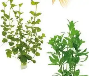 Discus Aquariumplanten aanbieding