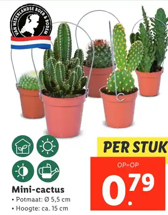 Lidl Mini-cactus aanbieding