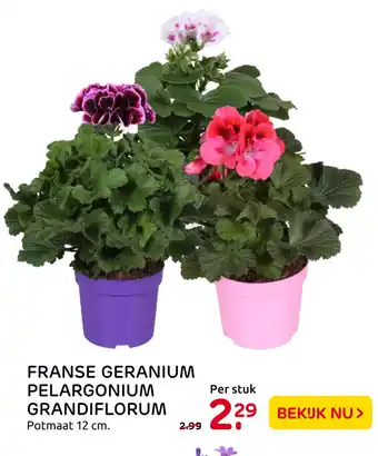 Praxis Franse Geranium Pelargonium Grandiflorum 12 cm aanbieding