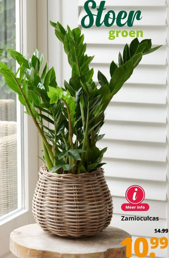 GroenRijk Zamioculcas aanbieding