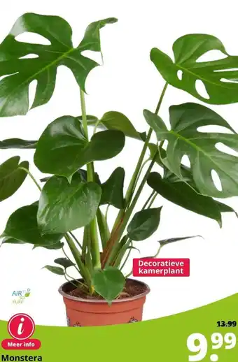 GroenRijk Monstera aanbieding