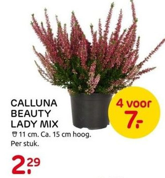 Praxis Calluna beauty lady mix aanbieding