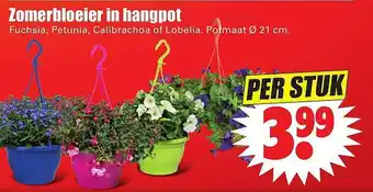 Dirk Zomerbloeier in hangpot aanbieding