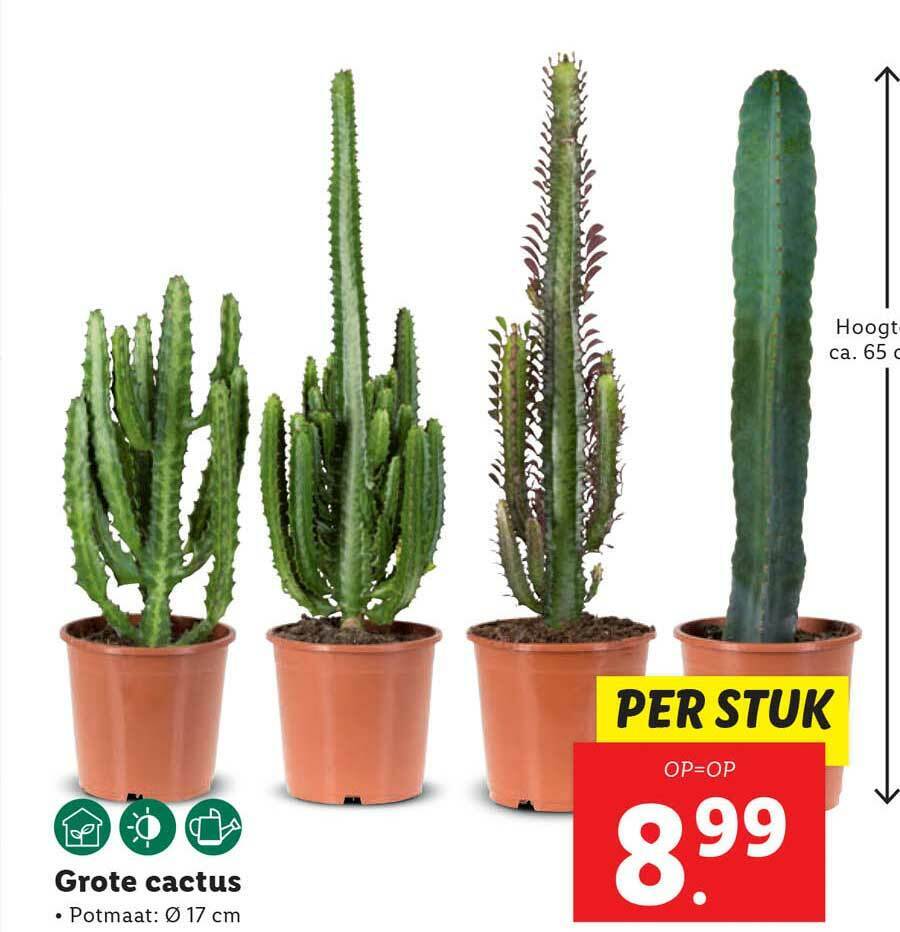 Grote cactus aanbieding bij Lidl