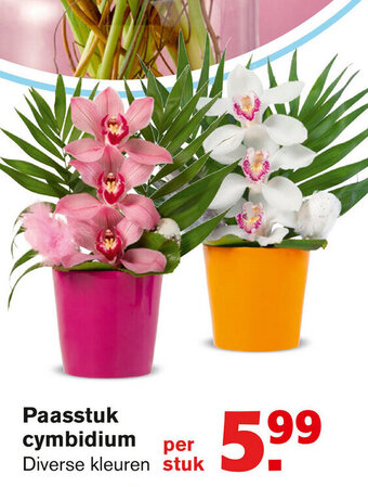 Hoogvliet Paasstuk cymbidium aanbieding