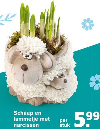 Hoogvliet Schaap en lammetje met narcissen aanbieding