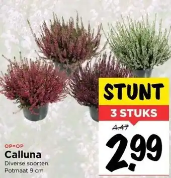 Vomar Voordeelmarkt Calluna diverse soorten. potmaat 9 cm aanbieding