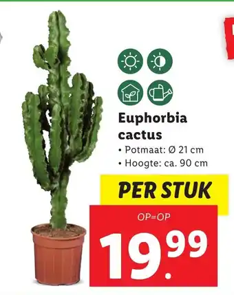 Lidl Euphorbia cactus aanbieding