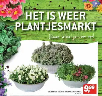 Dekamarkt Violen of sedum in zinken schaal 36 cm aanbieding