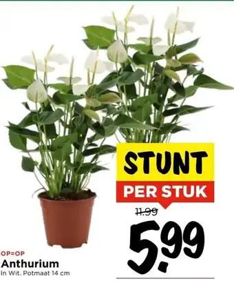 Vomar Voordeelmarkt Anthurium 14 cm per stuk aanbieding