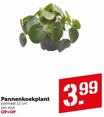 Coop Pannenkoekplant aanbieding