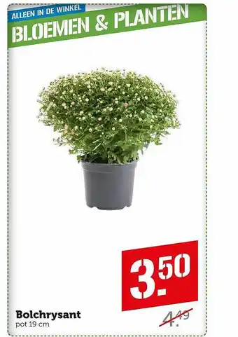 Coop Bolchrysant aanbieding