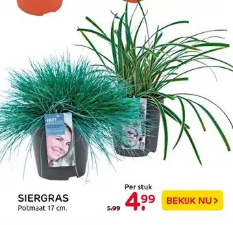 Praxis Siergras aanbieding