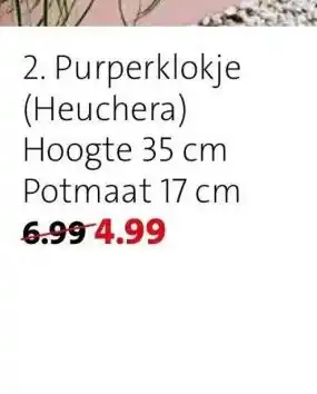 Intratuin Purperklokje (heuchera) aanbieding