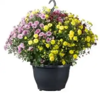 Intratuin Chrysant (chrysanthemum 'skyfall') in hangpot aanbieding