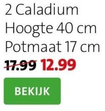 Intratuin Caladium aanbieding
