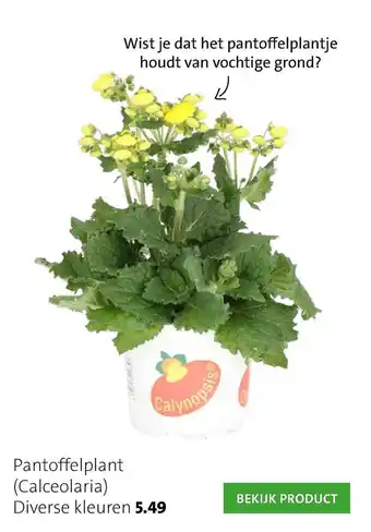 Intratuin Pantoffelplant (Calceolaria) aanbieding