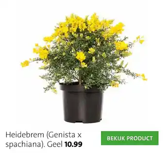 Intratuin Heidebrem (Genista x spachiana) aanbieding