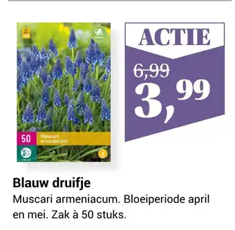 TuinWereld Blauw druifje aanbieding