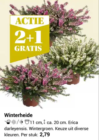 TuinWereld Winterheide aanbieding