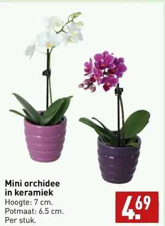 ALDI Mini orchidee in keramiek aanbieding