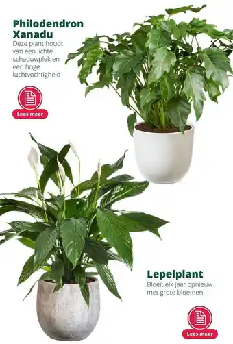 GroenRijk Philodendron xanadu of lepelplant aanbieding