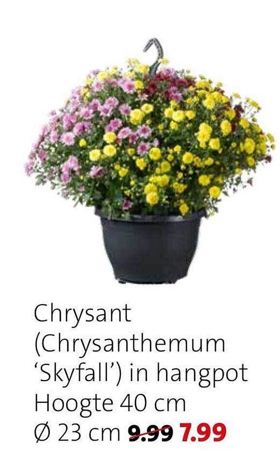 Chrysant (chrysanthemum 'skyfall') aanbieding bij Intratuin