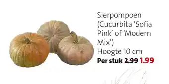 Intratuin Sierpompoen (cucurbita 'sofia pink' of 'modern mix') aanbieding