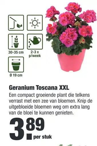 ALDI Geranium Toscana XXL aanbieding